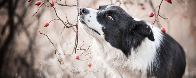 狗狗能吃红薯吗