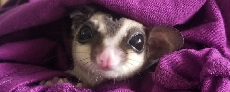蜜袋鼯学狗叫怎么处理