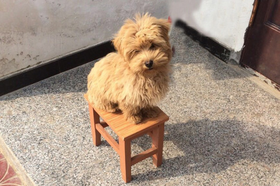 泰迪狗呕吐白色泡沫
