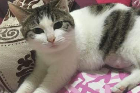 公猫对母猫感兴趣的表现
