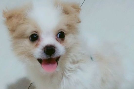 满月的狗狗一次喂多少ml奶
