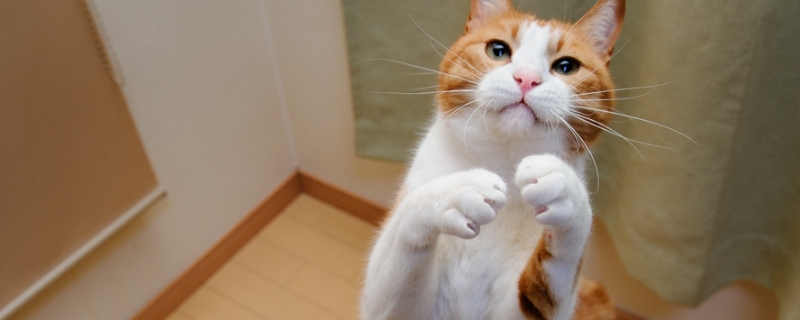 小猫一直流眼泪