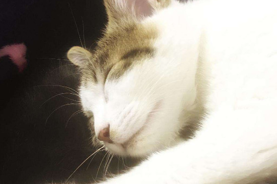怎么对付猫晚上不睡觉