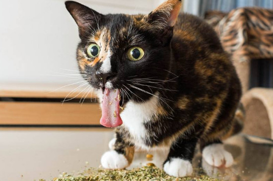 猫薄荷是什么东西