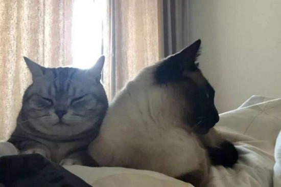 猫咪穿衣服好吗