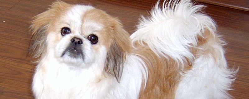 狗瘟早期症状是什么样子的，犬瘟初期症状及治疗