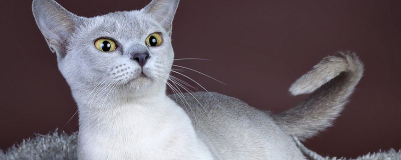 猫一天不拉屎正常吗