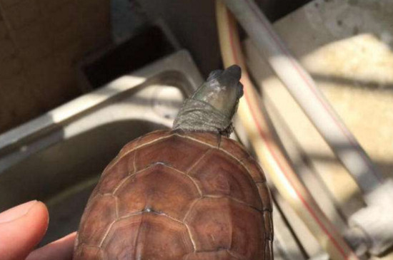 草龟的白眼病怎么治