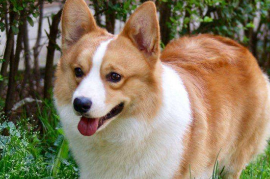 柯基和柴犬哪个好养，柯基友善安全更适合家养