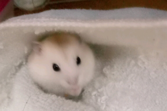 仓鼠需不需要尿沙