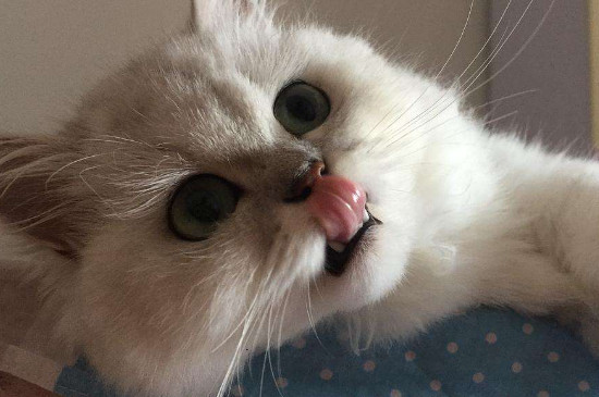 母猫发的情的特征