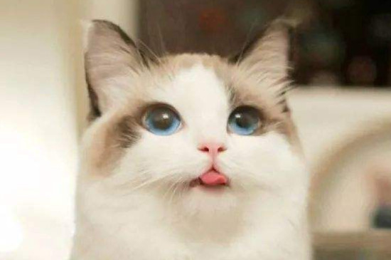 适合女生养的猫