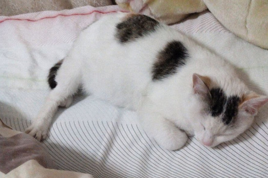 小猫孕期多久，猫咪怀孕65天左右生产