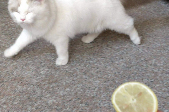 柠檬对猫有危害吗