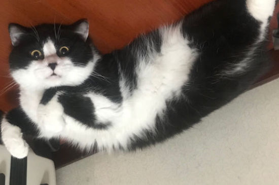 猫发春的表现