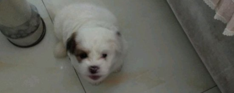 狗肚子上长了个肉疙瘩
