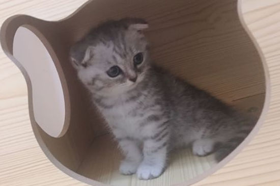 女孩为什么喜欢养猫