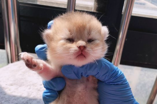 一窝猫应该挑哪只