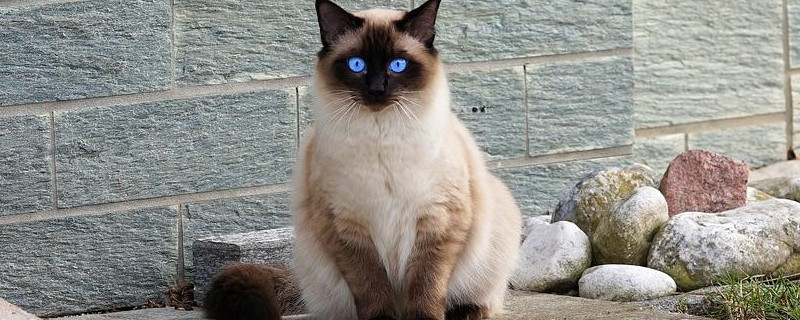 巴厘猫是布偶猫吗