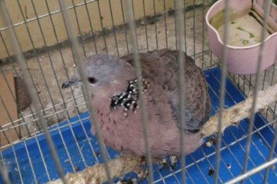 斑鸠吃什么