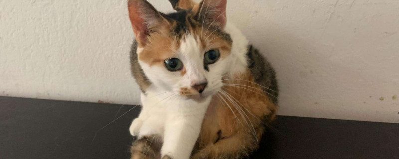 猫的寿命是多少年