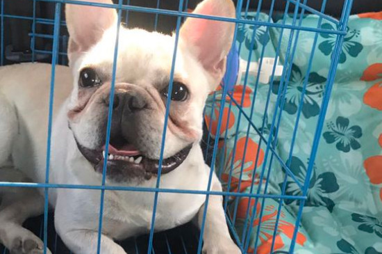 法斗犬多大可以配种