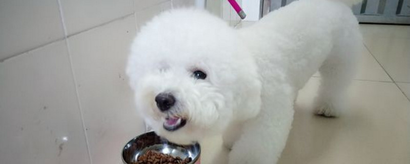 比熊第一胎能生几个