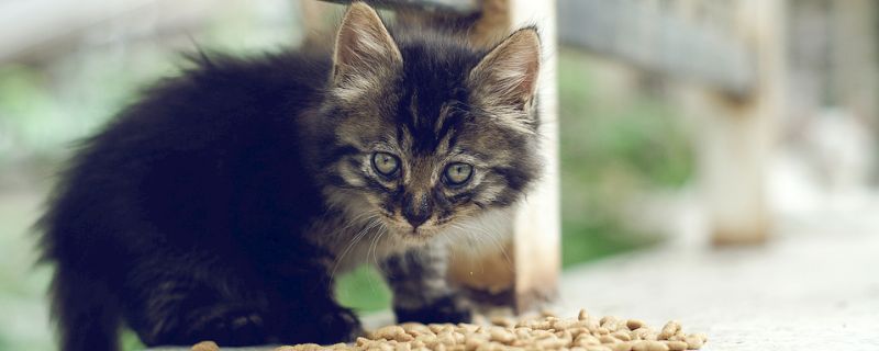 猫放屁是什么原因