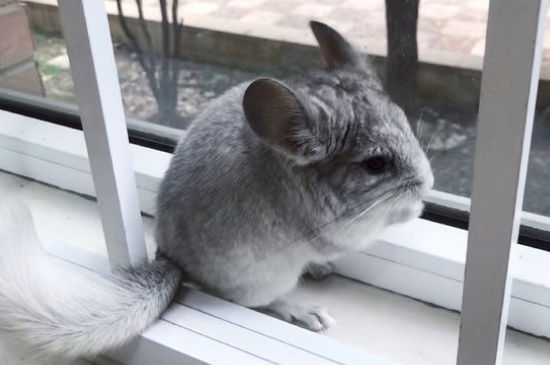 新手养龙猫注意事项