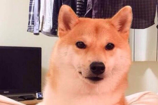 日本柴犬智商高吗，智商排名第79相当于三四岁小孩