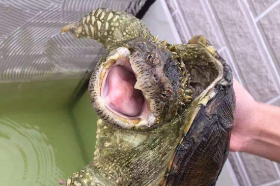 鳄龟长的快吗