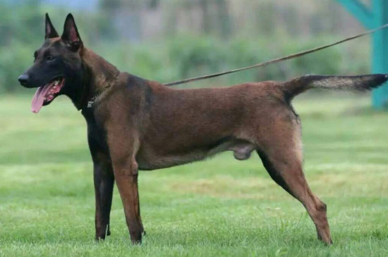 适合家养的护卫犬有哪些，最优秀的护卫犬10大排名
