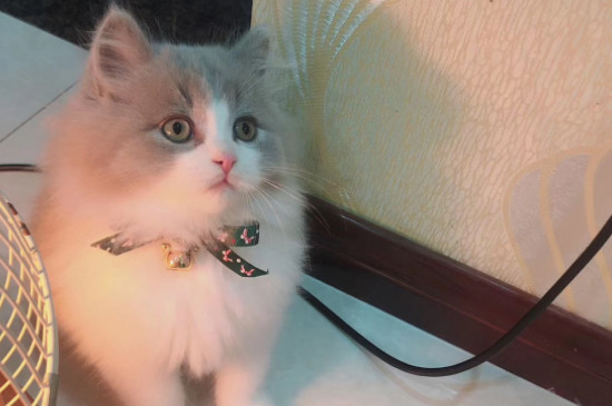 猫肠胃炎和猫瘟的区别