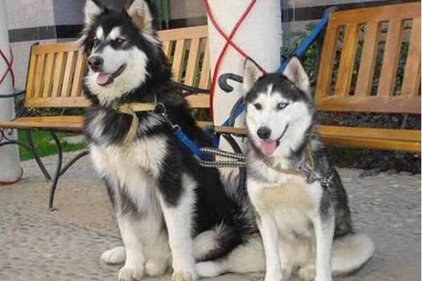 阿拉斯加犬和哈士奇的区别，阿拉斯加八大缺点难家养