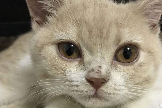 猫得了支原体感染