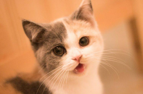 猫咪打喷嚏流黄鼻涕