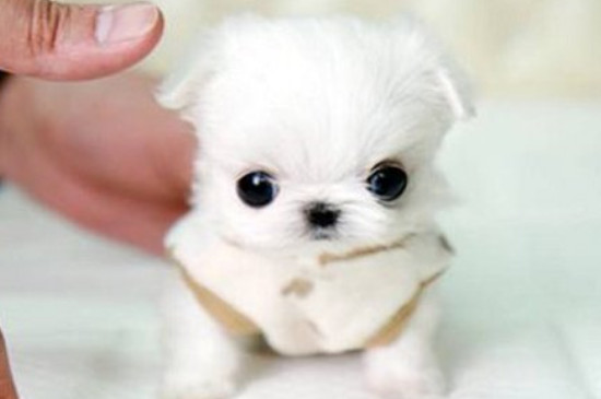 茶杯犬怎么样好养吗