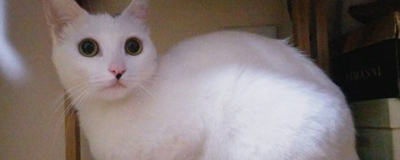 猫进家门预示着什么