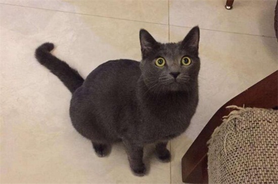 被打过疫苗的猫抓伤渗了一点点血怎么办，要打针吗