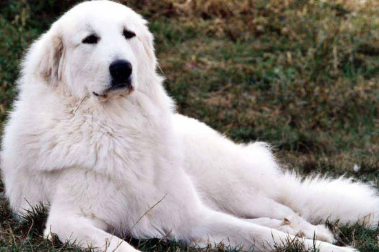大白熊犬能长多大