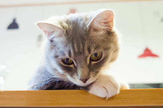 遇见死猫有什么征兆