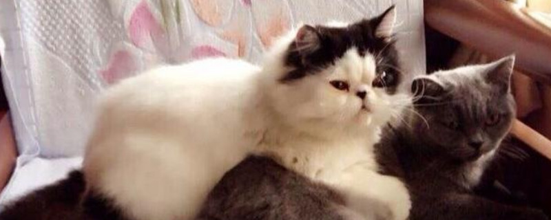 养猫的20个好处