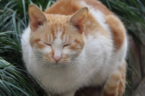 猫saa检测是什么