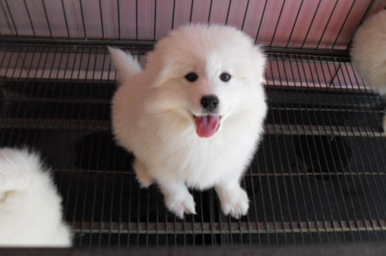 萨摩耶幼犬吃什么