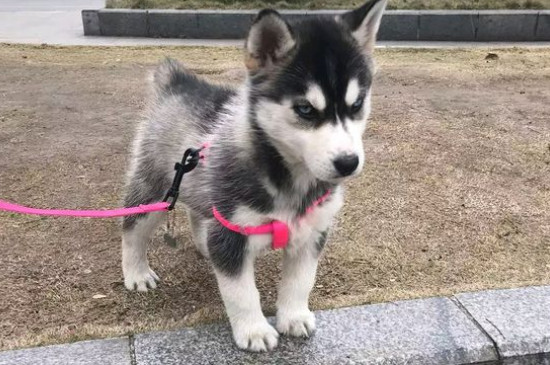 狗狗难产的应急措施