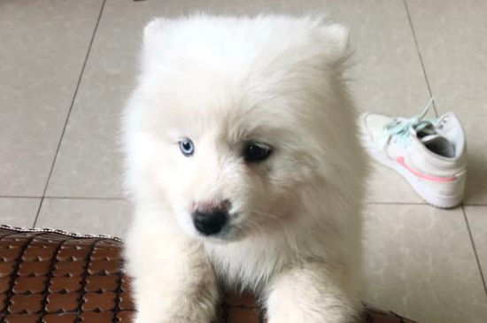 狗狗发烧摸哪里