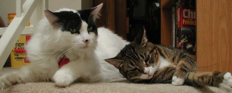 猫拉稀什么颜色是猫瘟