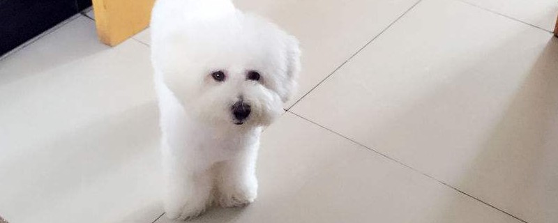 比熊掉毛吗