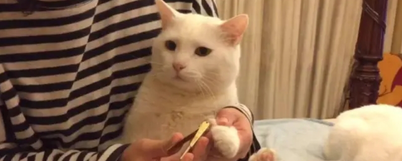 猫指甲劈了会自愈吗