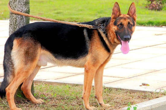 黑背犬和德牧的区别